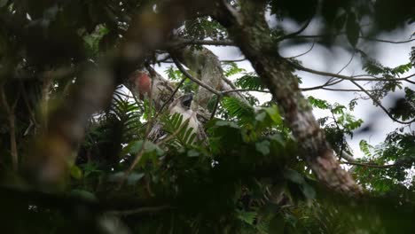 Seen-perched-up-high-through-the-foliage-of-this-thick-tree-while-calling-for-its-parents-to-come-and-feed,-Rare-Footage,-Philippine-Eagle-Pithecophaga-jefferyi,-Philippines