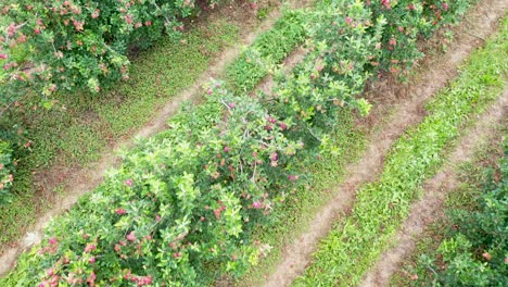 aerial-view-of-apple-orchard-in-fruit-farm