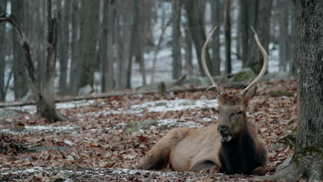 Wild-Elk-Feeding-On-Grass-In-Parc-Omega-Wildlife-Park-In-Quebec-Canada---close-up-shot