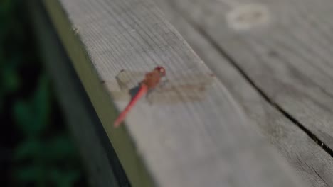 Rote-Libelle,-Die-Still-Auf-Einem-Brett-Sitzt,-Spätsommer,-Handgehaltene-Mittlere-Aufnahme-Von-Hinten