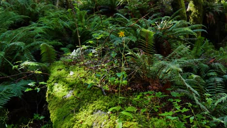 Close-up-shot-of-dense-vegetation-with-fern-plants-and-leaves,-visiting-at-Rob-Roy-track-in-New-Zealand