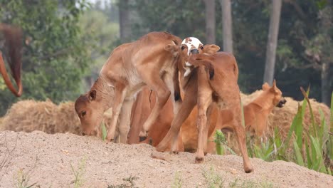 young-domestic-cows-relaxing-on-sand-