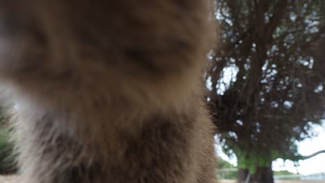 Inquisitive-quokka-leans-forward-and-sniffs-camera