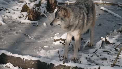 Ein-Grauer-Wolf,-Der-Auf-Einem-Verschneiten-Wald-Läuft-Und-Steht---Zeitlupe
