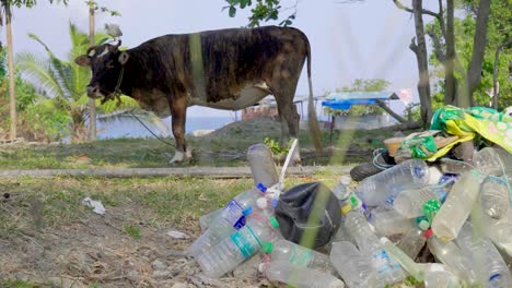 A-farm-cow-with-a-bird-on-his-head-grazes-in-front-of-the-andaman-sea-on-an-island-pasture-with-plastic-bottles-ready-for-recycling-collected-in-the-foreground-as-well-as-waste-plastic-on-the-ground