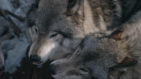 Group-Of-Wolves-Licking-Each-Other-Showing-Affection---close-up