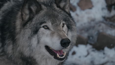 Grey-Wolf--in-winter---close-up-shot