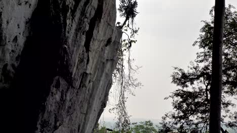 wild-monkey-in-Khao-Chakan---monkey-mountain,-sakaeo,-Thailand