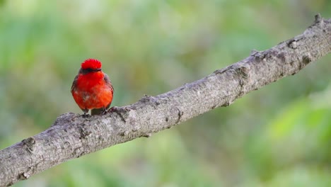 Vibrant-bright-red-plumage,-scarlet-flycatcher,-pyrocephalus-rubinus-perching-on-tree-branch-against-beautiful-foliage-background,-alerted-by-surrounding-sounds-at-ibera-wetlands,-pantanal-reserves