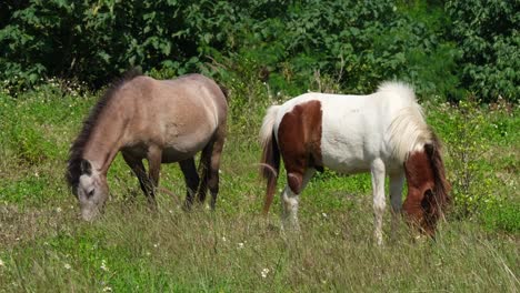Zwei-Pferde,-Rücken-An-Rücken-Grazig-Auf-Einem-Ackerland-Ist-Muak-Klek,-Thailand