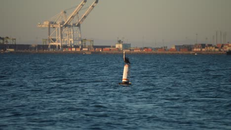 Ein-Brauner-Pelikan,-Der-Auf-Einer-Boje-Thront-Und-Nach-Fischen-Zum-Essen-Sucht,-Mit-Dem-Schifffahrtsterminal-Im-Hintergrund