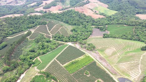 Aerial-view-of-farm-producing-fruits-such-as-apple,-peach,-plum,-nectarine