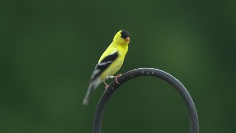 A-banded-American-Goldfinch-perched-on-a-bent-metal-rod-against-a-background-of-green