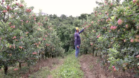 Apple-producer-walking-on-apple-trees-orchard-checks-fruit-quality,-Wide-view