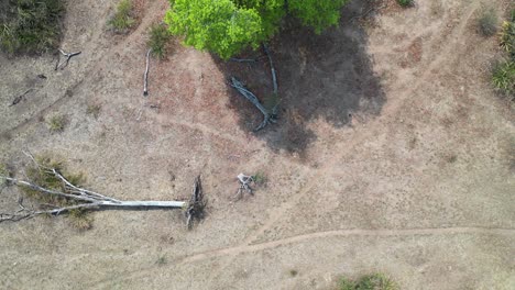 Aerial-view-of-trees-during-a-severe-drought-in-Pantanal,-Brazil