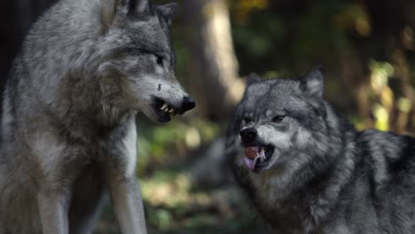 Timber-Wolf-Kampf-Gegen-Einen-Anderen-Wolf-Super-Slomo-Schnappen-Und-Beißen-Beängstigend