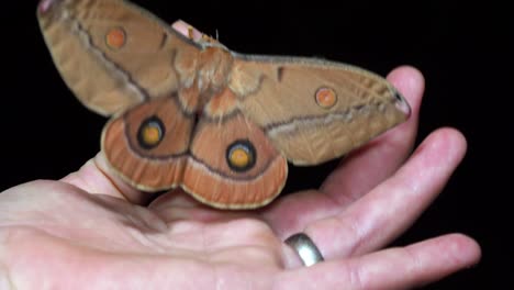 Giant-moth-in-palm-of-hand