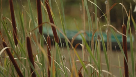Close-up-of-empty-canoe-in-swamp,-shifting-focus-to-cattail