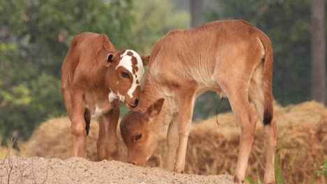 young-domestic-cows-in-sand-