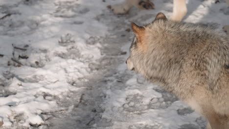 Lobos-Errantes-En-El-Parque-Omega-En-Invierno-Nevado-En-Quebec,-Canadá