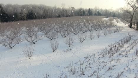 Aerial-flight-over-fruit-tree-orchard-during-winter-snow