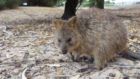 Quokka-on-sand-and-leaves,-chewing