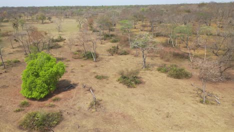 Vista-Aérea-De-árboles-Durante-Una-Severa-Sequía-En-Pantanal,-Brasil