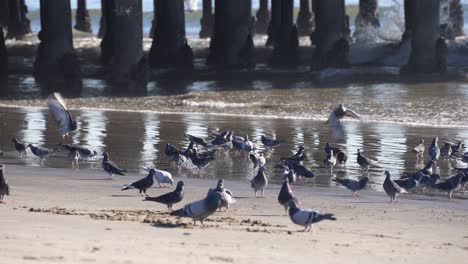A-flock-of-rock-pigeons-or-common-rock-doves-on-a-beach-by-a-pier---perched-and-in-flight-slow-motion