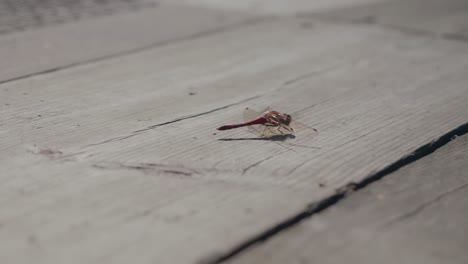Red-Dragonfly-Eating-on-a-Wooden-Path,-Handheld-Wide-Shot