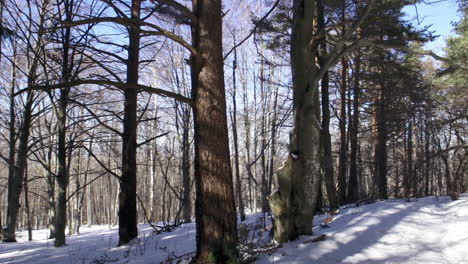 Footage-of-a-beautiful,-snowy,-pine-forest-in-the-mountains-during-the-winter