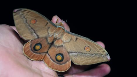 Giant-moth-in-palm-of-hand-flapping-wings