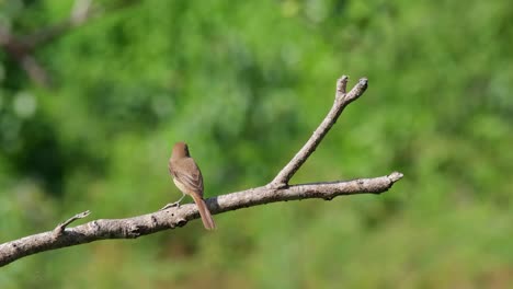 Seen-from-its-back-perched-on-a-bare-branch-while-looking-to-the-right-and-then-to-the-left-during-a-windy-bright-day,-Brown-Shrike,-Lanius-cristatus,-Phrachuap-Khiri-Khan,-Thailand