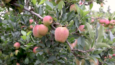 Apple-ripening-on-a-fruit-farm