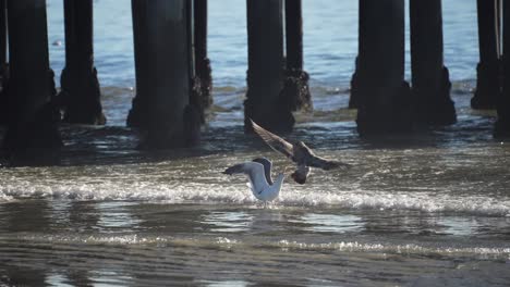 An-adult-and-juvenile-California-gull-fight-over-a-dead-bird-in-the-ocean-waves---the-adult-wins-and-takes-the-prize---slow-motion