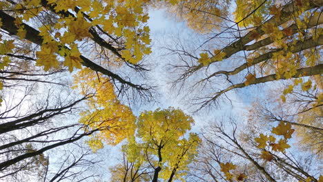 Herbstwaldszene-Von-Unten-Nach-Oben-Der-Gelben-Baumkronen