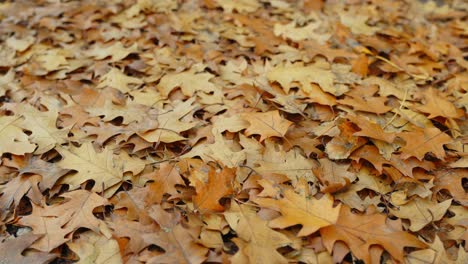 Closeup-of-many-falling-maple-orange-leaves-in-autumn-fall-season,-closeup