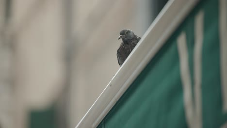 One-Feral-Pigeon-Perching-On-The-Edge-Of-A-Sundial-Clock-With-Blurred-Wall-Background-In-Venice,-Italy