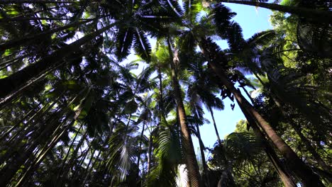Palmeras-Que-Se-Elevan-Sobre-Una-Selva-Tropical
