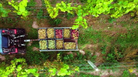 Slow-close-drone-shot-flight-in-vineyard-following-driving-tractor-with-boxes-of-grapes-and-view-top-down-during-grape-harvest-in-sunny-summer-fall-day-with-green-plants