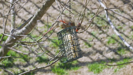 Female-Northern-Cardinal-eating-at-a-suet-bird-feeder-during-late-winter-in-South-Carolina