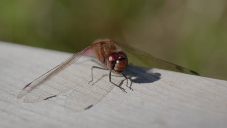 Tiny-Dragonfly-Sitting-Still-and-Moving-its-Head-and-Arms,-Handheld-Close-Up