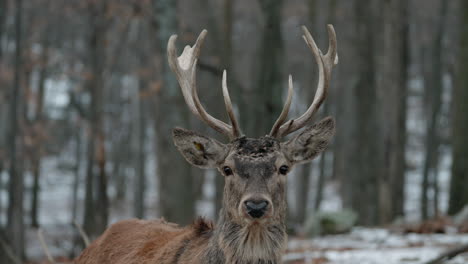 Wild-Deer-In-The-Woods-Of-Parc-Omega-in-Montebello,-Quebec-Canada---close-up-shot