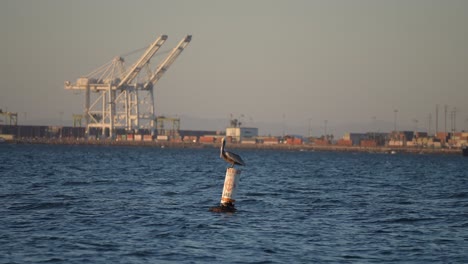 Brown-pelican-bobbing-on-a-buoy-floating-on-the-Pacific-Ocean-in-slow-motion