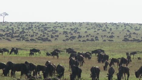 Blue-Wildebeest-migration-grazing-on-the-plains-Serengeti-N