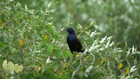 A-glossy-blackbird-or-grackle-perched-in-a-bush-holding-an-insect-in-its-beak