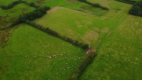 Aerial-shot-looking-down-on-British-sheep-in-countyside