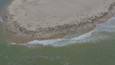Thousands-of-Seals-on-Beach-of-Pelican-Point,-Walvis-Bay,-Namibia---Aerial