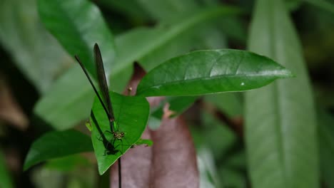 Seen-facing-the-camera-while-perched-on-a-moving-leaf-within-the-rainforest,-Clear-winged-Forest-Glory,-Vestalis-gracilis,-Khao-Yai-National-Park,-Thailand