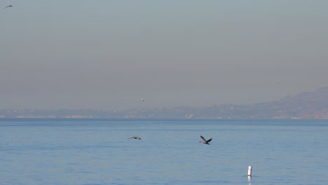 Zwei-Braune-Pelikane-Im-Flug-über-Den-Pazifischen-Ozean-In-Zeitlupe---Kopierraum