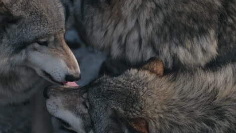 Wolves-show-affection-to-each-other-by-licking-their-faces---close-up
